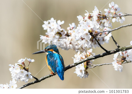 A kingfisher that straddles the branches of cherry blossoms A kingfisher that straddles the branches of cherry blossoms 101301783