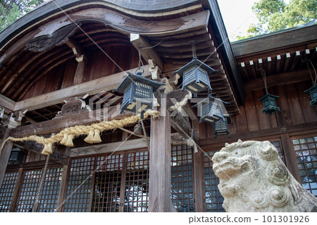 神社的狗 101301926