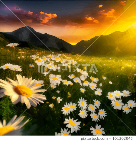 Flower field of daisies against the backdrop of mountains under a summer sunset 101302045