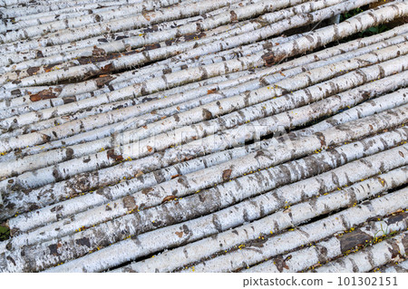 flat fence or floor texture made of young birch tree barlings flat fence or floor texture made of young birch tree barlings 101302151
