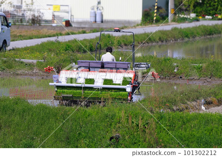 Farmers working with tractors, plowing and leveling rice fields 101302212