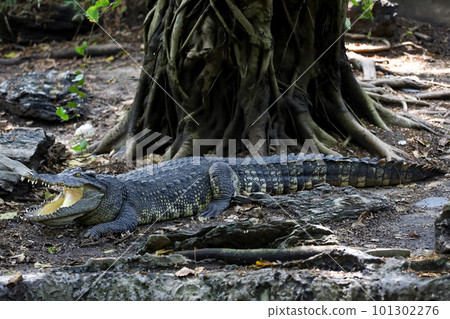 The thai crocodile rest on the garden 101302276