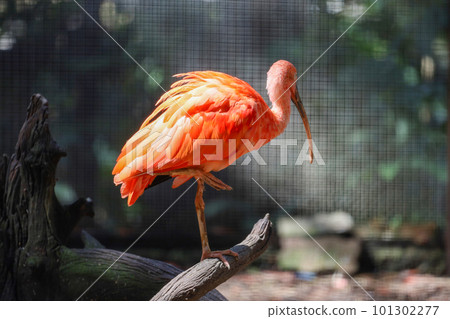 Close up  the scarlet ibis is beautiful bird 101302277