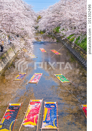 Gojo River in spring, lazy washing <Iwakura City, Aichi Prefecture> 101302496
