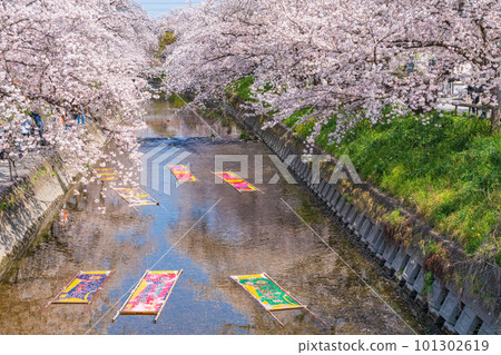 春天的五條川,慵懶的洗滌<愛知縣岩倉市> 春天的五條川,慵懶的洗滌<愛知縣岩倉市> 101302619