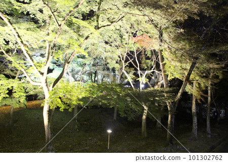 Tatsuno: Lit-up Autumn Literature Path, Tatsuno-cho, Tatsuno City, Hyogo Prefecture Tatsuno: Lit-up Autumn Literature Path, Tatsuno-cho, Tatsuno City, Hyogo Prefecture 101302762