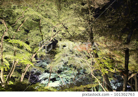 Tatsuno: Lit-up Autumn Literature Path, Tatsuno-cho, Tatsuno City, Hyogo Prefecture 101302763
