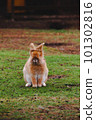 Easter rabbit on agreen grass 101302816