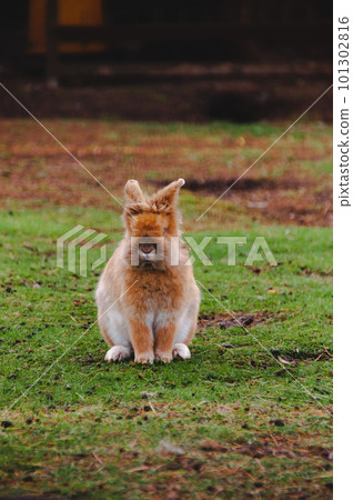Easter rabbit on agreen grass Easter rabbit on agreen grass 101302816