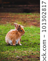 Easter rabbit on agreen grass 101302817