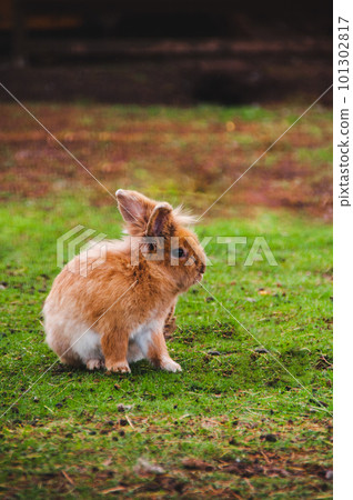 Easter rabbit on agreen grass Easter rabbit on agreen grass 101302817