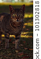 street cat in the garden 101302818
