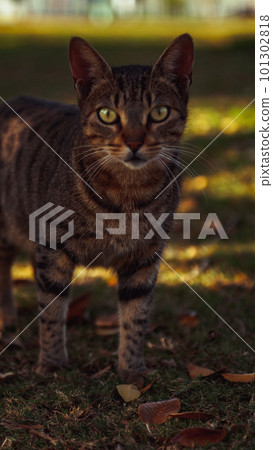 street cat in the garden street cat in the garden 101302818