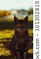 stray cat in the garden 101302819