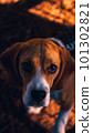 beagle dog on a walk in the autumn leaves 101302821