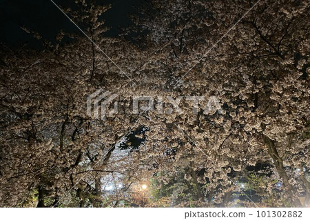 夜晚的櫻花 101302882