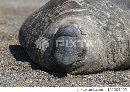 Male elephant seal, Peninsula Valdes, Patagonia, Argentina Male elephant seal, Peninsula Valdes, Patagonia, Argentina 101303405