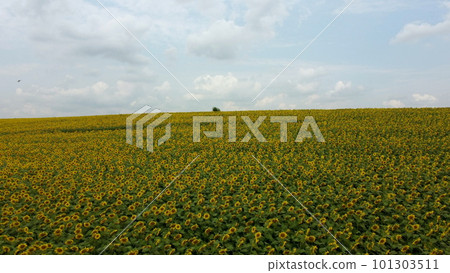 Beautiful landscape field of sunflowers,sky, white clouds on a summer day. Many flowers of blooming sunflowers in a large field of sunflowers. Sunflower crop harvest. Hill skyline. Aerial drone view. Beautiful landscape field of sunflowers,sky, white clouds on a summer day. Many flowers of blooming sunflowers in a large field of sunflowers. Sunflower crop harvest. Hill skyline. Aerial drone view. 101303511
