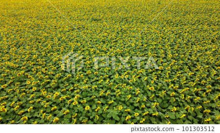 Big field of blooming sunflowers on bright sunny summer day. Big sunflower field. Field of blooming yellow sunflower flowers. Aerial drone view. Agricultural field. Industrial cultivation of sunflowe. Big field of blooming sunflowers on bright sunny summer day. Big sunflower field. Field of blooming yellow sunflower flowers. Aerial drone view. Agricultural field. Industrial cultivation of sunflowe. 101303512