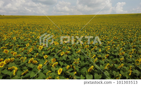 Large sunflower field. Big field of ripe sunflowers on sunny summer day. Scale field of mature yellow sunflower flowers. Industrial cultivation of sunflowe. Agricultural field. Aerial drone view Large sunflower field. Big field of ripe sunflowers on sunny summer day. Scale field of mature yellow sunflower flowers. Industrial cultivation of sunflowe. Agricultural field. Aerial drone view 101303513
