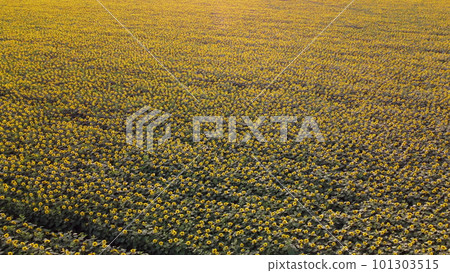 Large sunflower field. Big field of blooming sunflowers on sunny summer day. Scale field of blooming yellow sunflower flowers. Industrial cultivation of sunflowe. Aerial drone view. 101303515