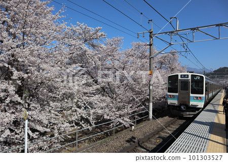Katsunuma-Budokyo Station on the Chuo Main Line in spring, surrounded by Jinroku cherry blossoms in full bloom 101303527