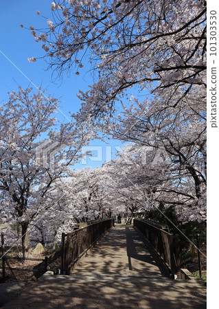 Katsunuma Budokyo Ekimae Park, the former site of Katsunuma Station on the Chuo Main Line in spring, surrounded by Jinrokuzakura in full bloom 101303530