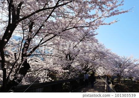 Katsunuma Budokyo Ekimae Park, the former site of Katsunuma Station on the Chuo Main Line in spring, surrounded by Jinrokuzakura in full bloom 101303539