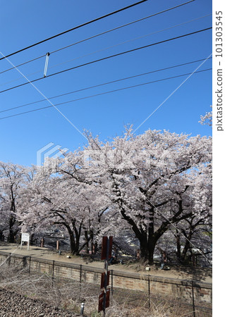 Katsunuma Budokyo Ekimae Park, the former site of Katsunuma Station on the Chuo Main Line in spring, surrounded by Jinrokuzakura in full bloom Katsunuma Budokyo Ekimae Park, the former site of Katsunuma Station on the Chuo Main Line in spring, surrounded by Jinrokuzakura in full bloom 101303545