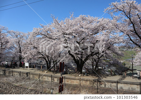Katsunuma Budokyo Ekimae Park, the former site of Katsunuma Station on the Chuo Main Line in spring, surrounded by Jinrokuzakura in full bloom 101303546