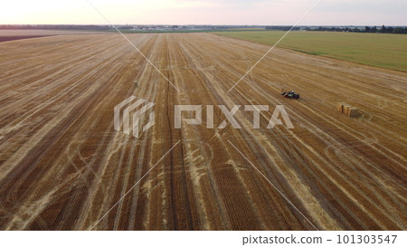 Cleaning straw stacks in field after harvest. Tractor gathering stacks of straw after harvesting wheat on summer evening. Aerial drone view. Field of mowed spike of cereals. Field harvest, harvesting 101303547