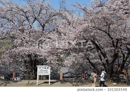 Katsunuma Budokyo Ekimae Park, the former site of Katsunuma Station on the Chuo Main Line in spring, surrounded by Jinrokuzakura in full bloom 101303549