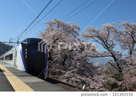 Katsunuma-Budokyo Station on the Chuo Main Line in spring, surrounded by Jinroku cherry blossoms in full bloom 101303550