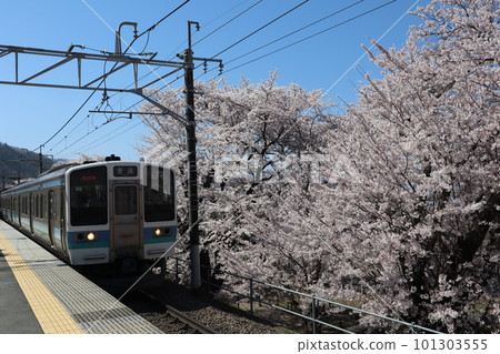 Katsunuma-Budokyo Station on the Chuo Main Line in spring, surrounded by Jinroku cherry blossoms in full bloom 101303555
