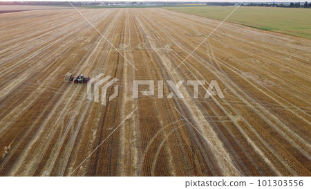 Cleaning straw stacks in field after harvest. Tractor gathering stacks of straw after harvesting wheat on summer evening. Aerial drone view. Field of mowed spike of cereals. Field harvest, harvesting Cleaning straw stacks in field after harvest. Tractor gathering stacks of straw after harvesting wheat on summer evening. Aerial drone view. Field of mowed spike of cereals. Field harvest, harvesting 101303556