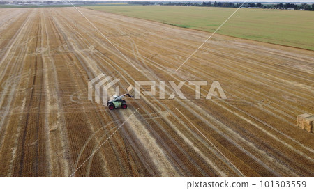 Cleaning straw stacks in field after harvest. Tractor gathering stacks of straw after harvesting wheat on summer evening. Aerial drone view. Field of mowed spike of cereals. Field harvest, harvesting Cleaning straw stacks in field after harvest. Tractor gathering stacks of straw after harvesting wheat on summer evening. Aerial drone view. Field of mowed spike of cereals. Field harvest, harvesting 101303559