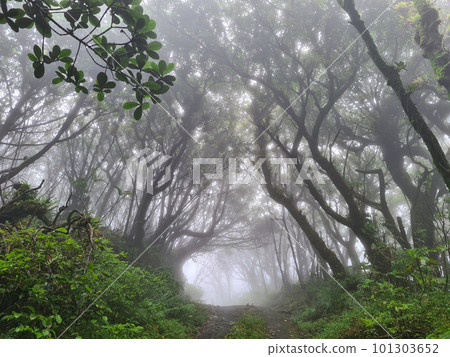 Foggy tunnel between trees Foggy tunnel between trees 101303652