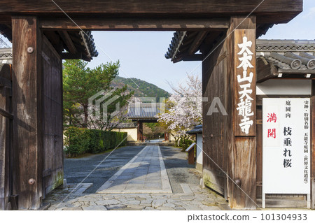 京都嵐山天龍寺櫻花盛開和正門 京都嵐山天龍寺櫻花盛開和正門 101304933