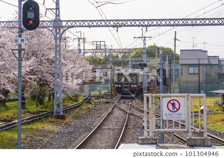 阪急嵐山站搭乘阪急電車沿著一排盛開的櫻花樹行駛 101304946