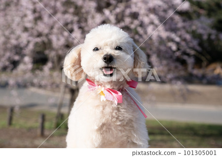 玩具貴賓犬帶著垂枝櫻花和絲帶微笑 101305001