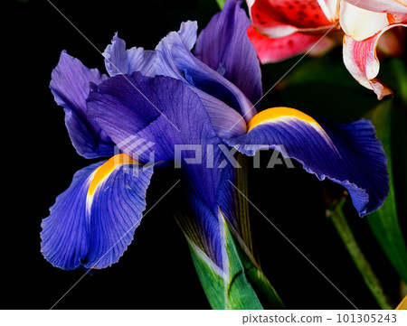 Colorful Floral Arrangement isolated 101305243