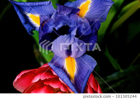 Colorful Floral Arrangement isolated 101305244