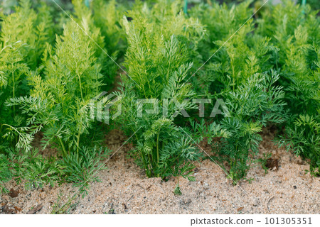 Carrots grow in the summer in the garden. Greenery grows in the ground covered with sawdust 101305351