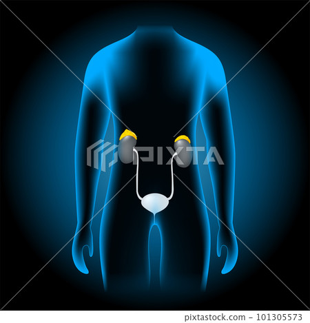 adrenal glands location. realistic kidneys and suprarenal glands 101305573