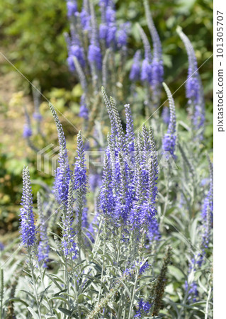 Silver speedwell 101305707
