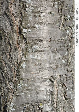 Damson Plum Damson Plum 101305708