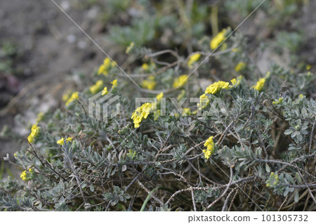 Wavy-leaved Alison 101305732