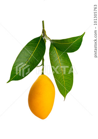 Single ripe sweet yellow marian plum isolated on white background. 101305763