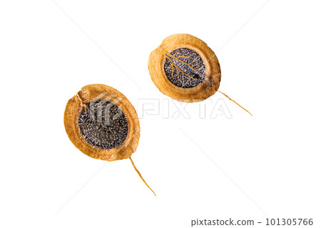Top view or flat lay of winged dipersal seeds isolated on white background. Top view or flat lay of winged dipersal seeds isolated on white background. 101305766