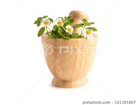 Alternative medicine herbal organic, drug with herbs flower and leaf natural supplements for healthy good life. Alternative medicine herbal organic, drug with herbs flower and leaf natural supplements for healthy good life. 101305807